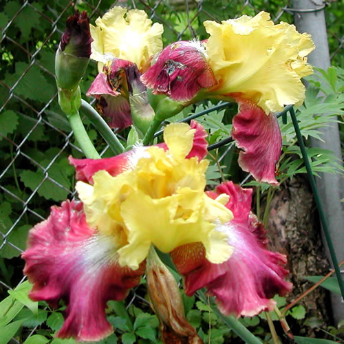 Iris germanica Darcys Choice